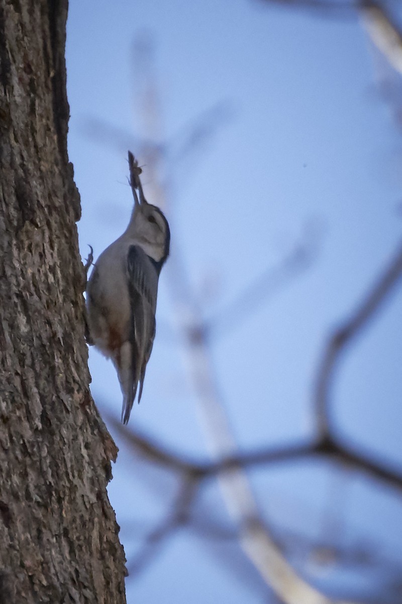 White-breasted Nuthatch - ML614873988