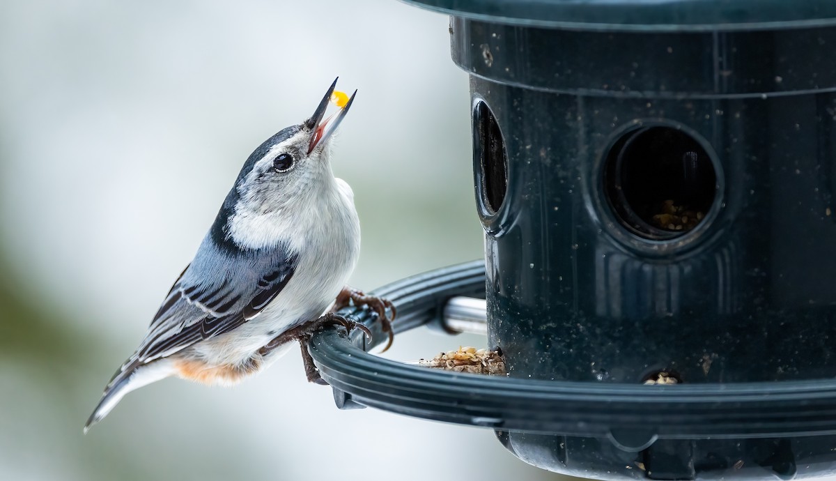 White-breasted Nuthatch - ML614874101