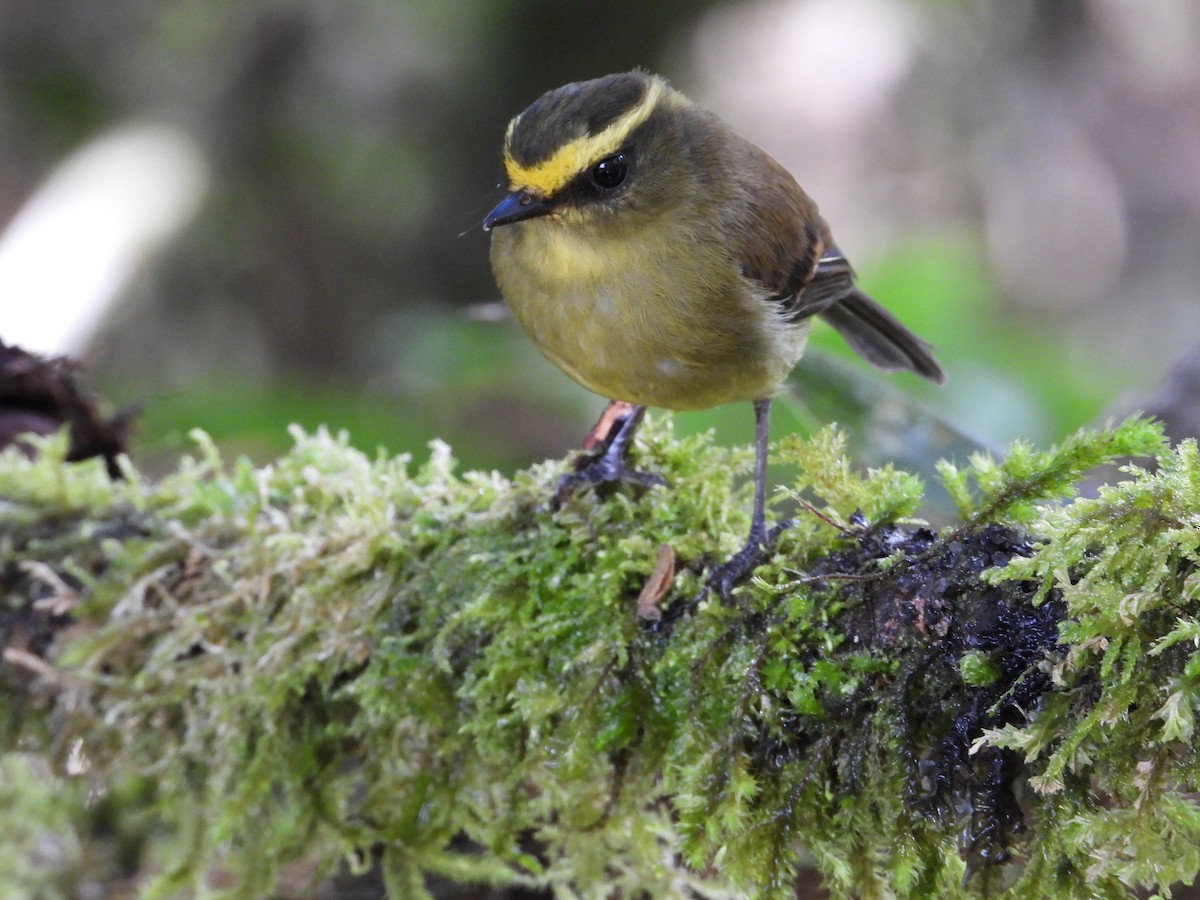 Yellow-bellied Chat-Tyrant - ML614874224
