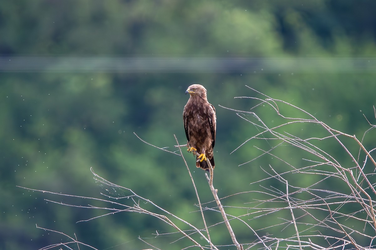 Lesser Spotted Eagle - ML614874325