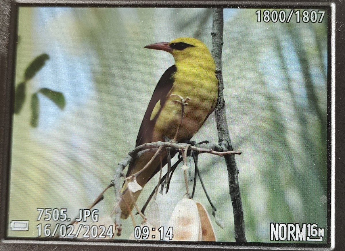 Indian Golden Oriole - ML614874352