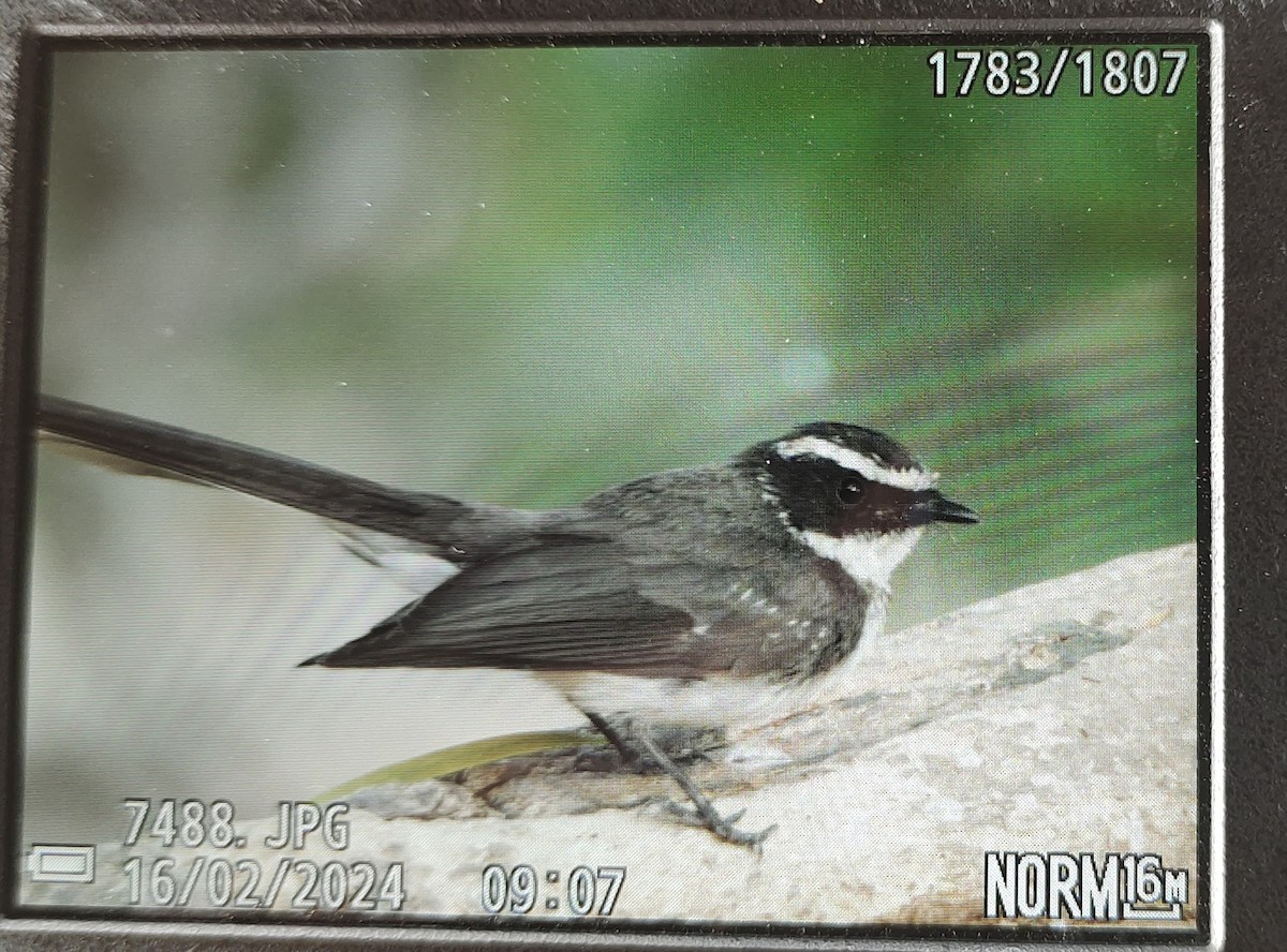 White-browed Fantail - ML614874355
