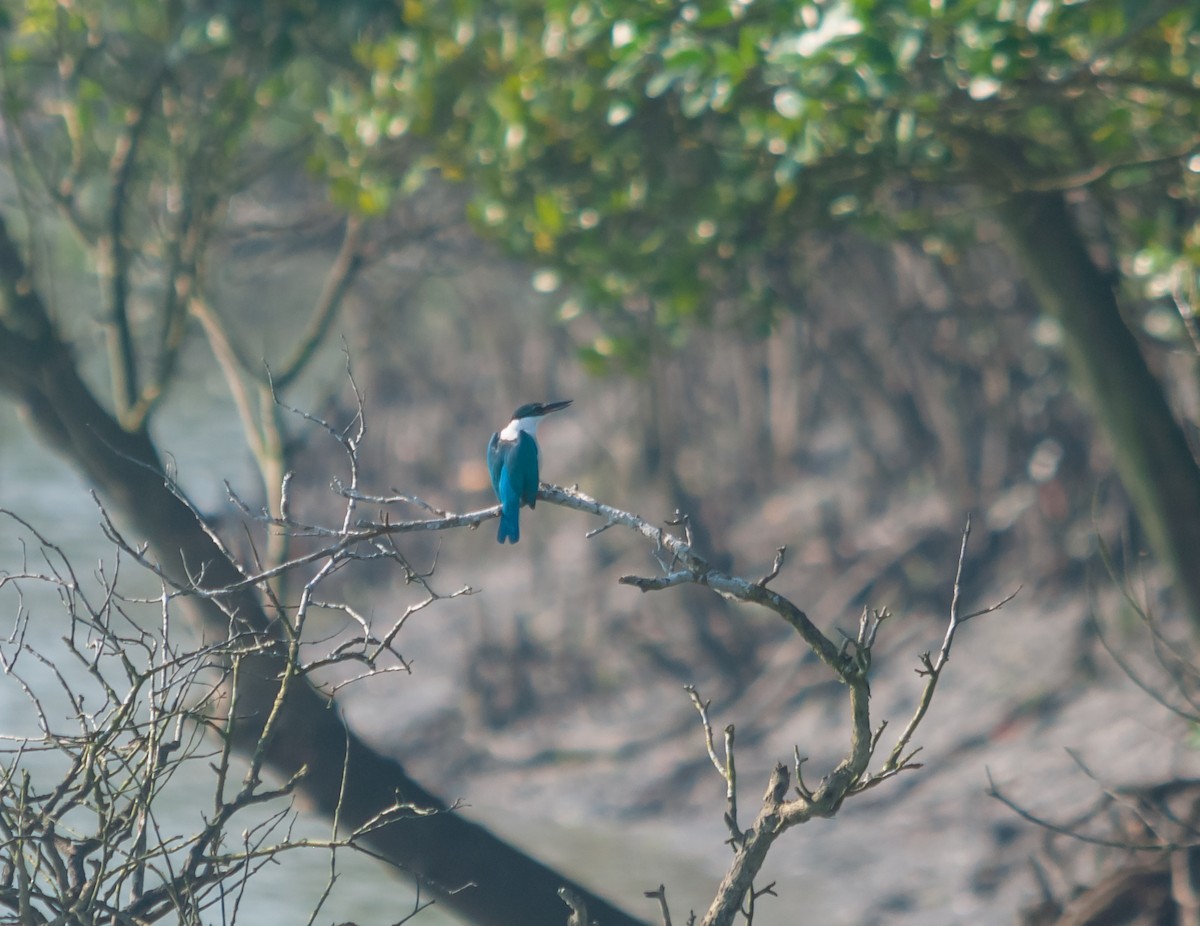 Collared Kingfisher - Arun Raghuraman