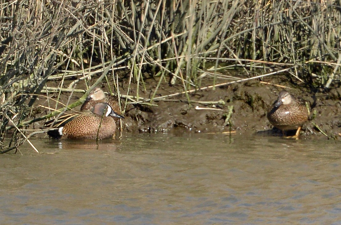 Blue-winged Teal - ML614874528
