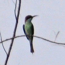 Blue-throated Bee-eater - ML614874818