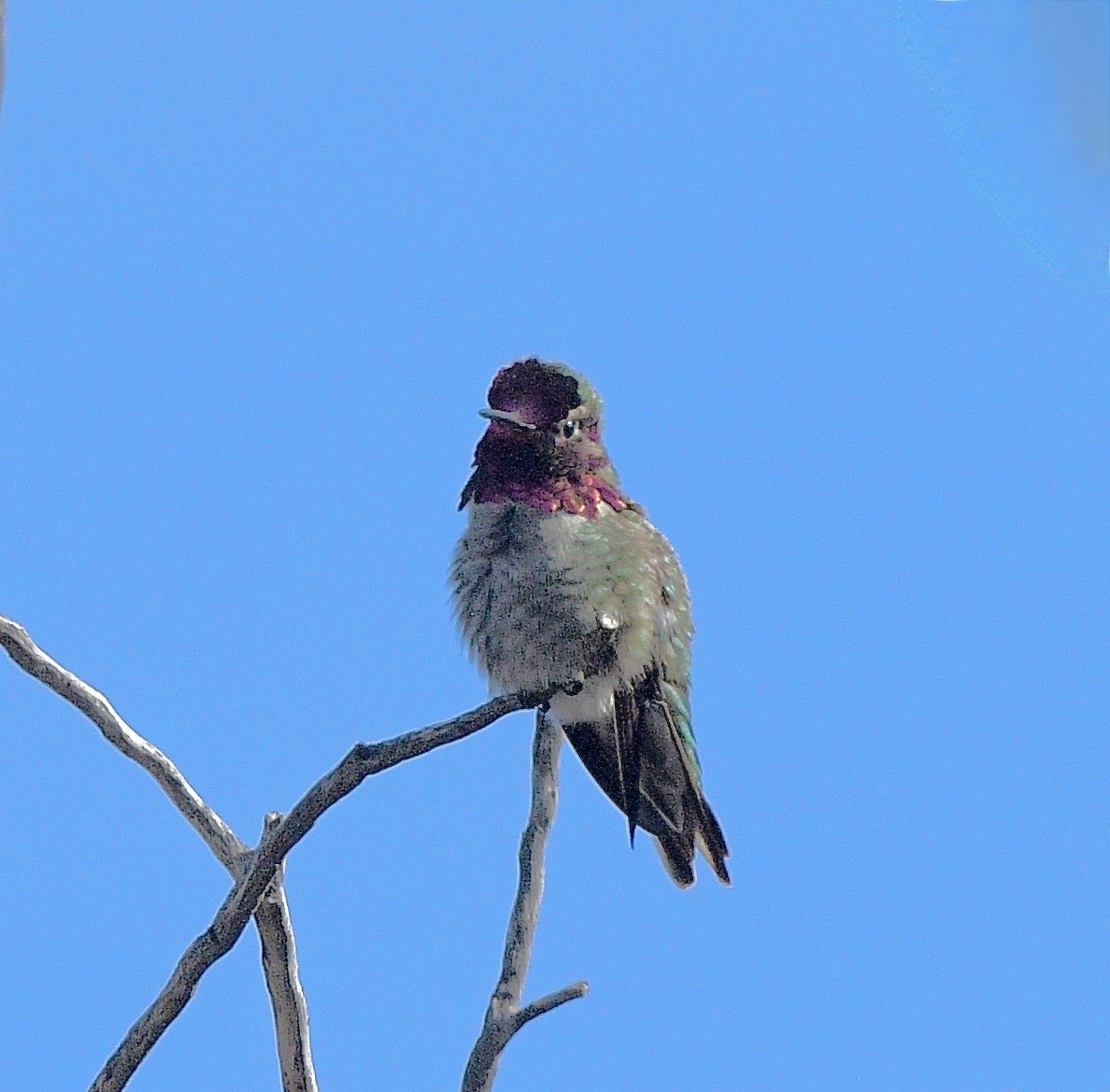 Anna's Hummingbird - ML614874889