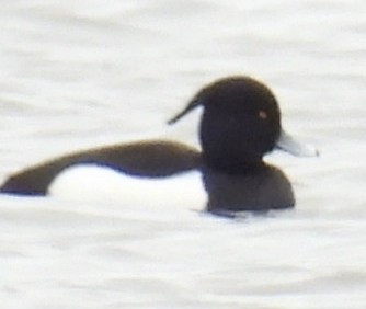 Tufted Duck - ML614875082