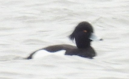 Tufted Duck - ML614875090