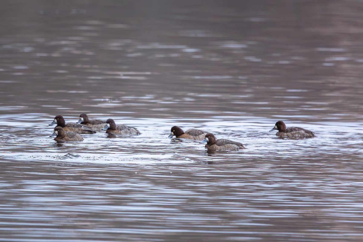Greater Scaup - ML614875177