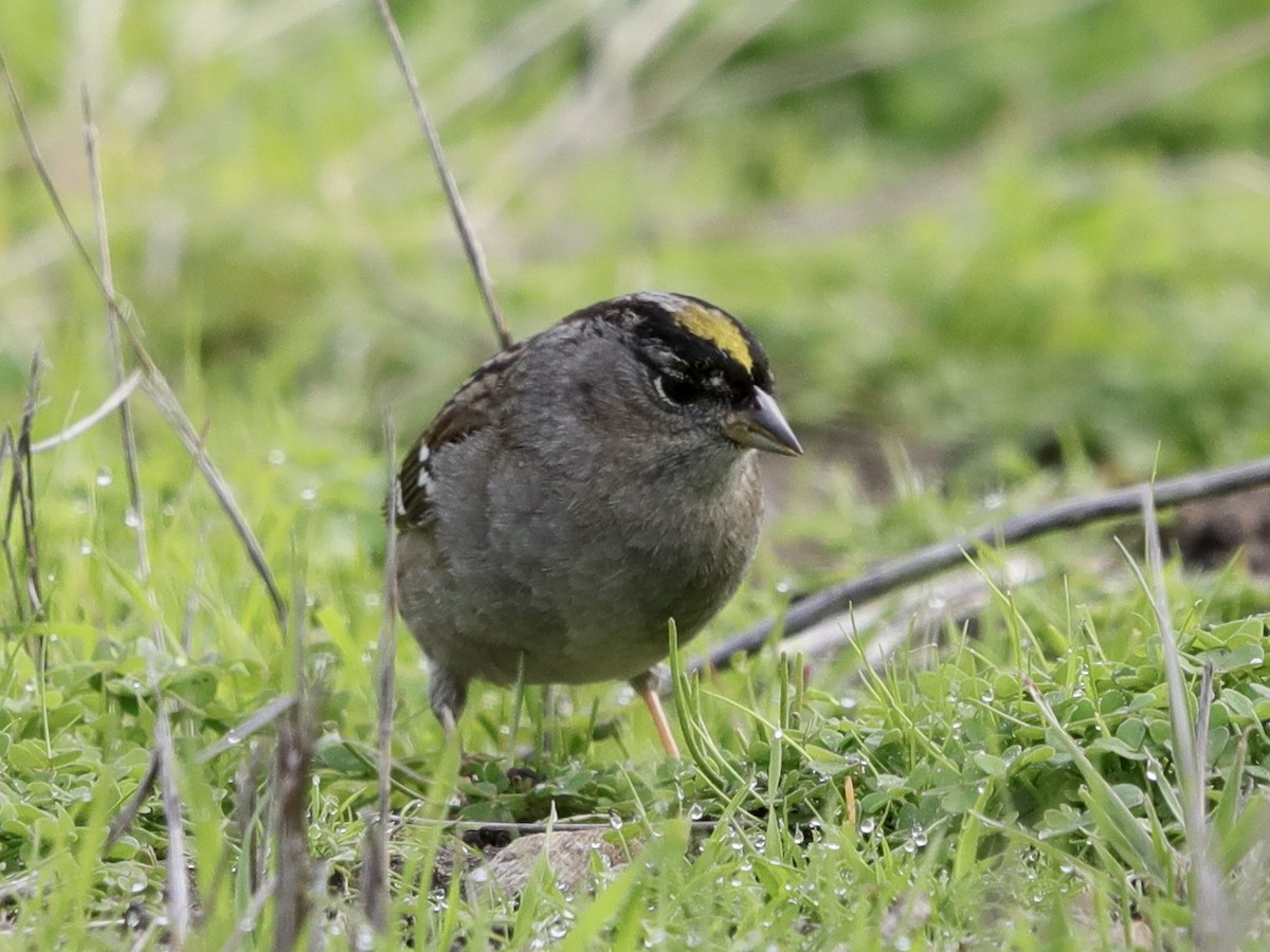 Golden-crowned Sparrow - ML614875298