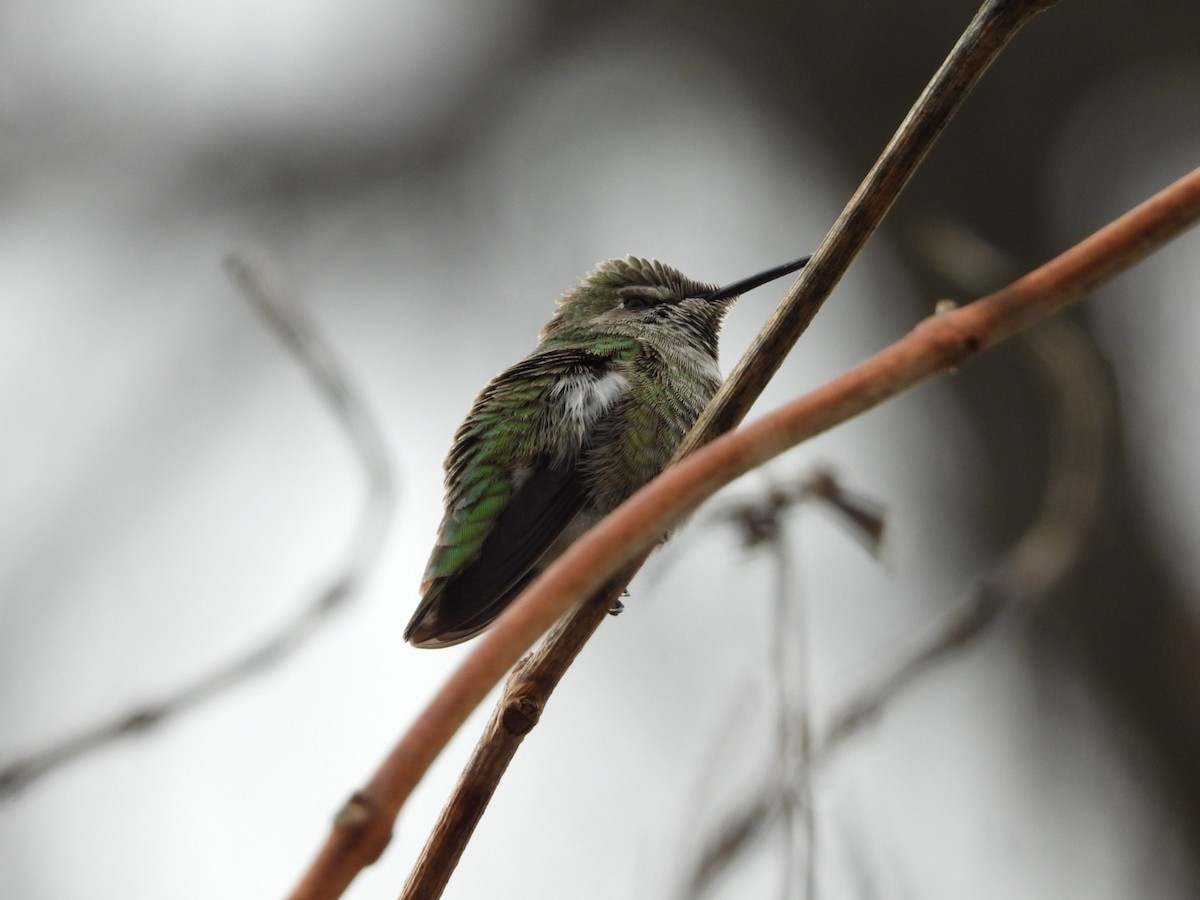 Anna's Hummingbird - ML614875422