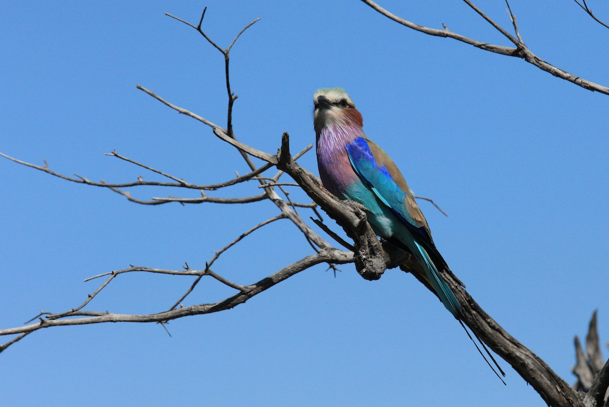 Lilac-breasted Roller - ML614875841
