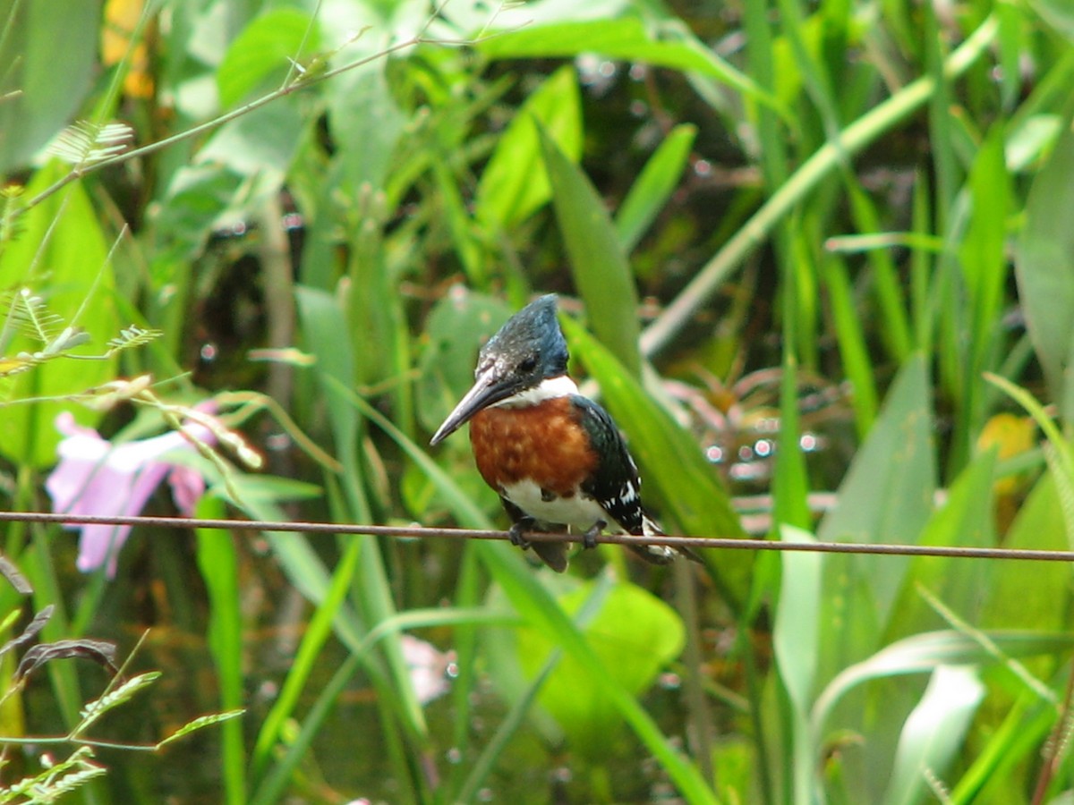 Amazon Kingfisher - ML614875918