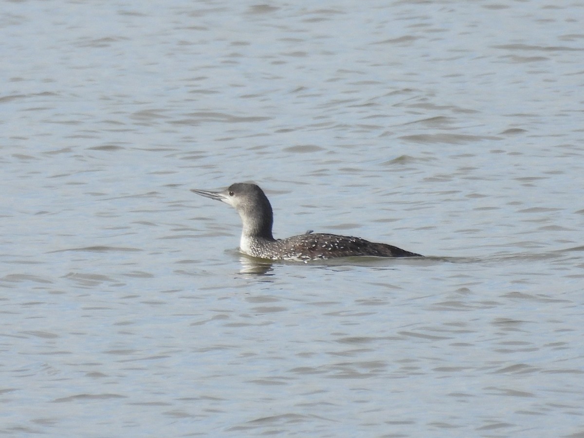 Red-throated Loon - ML614875926