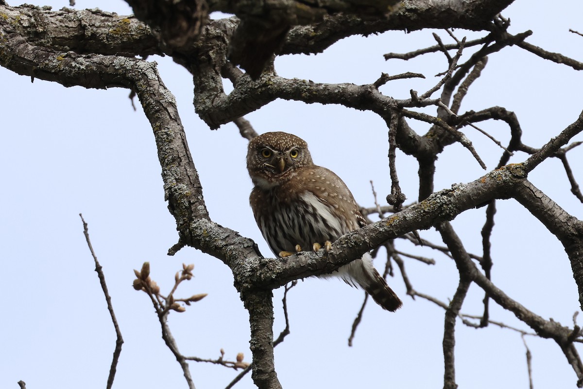 Northern Pygmy-Owl - ML614875952
