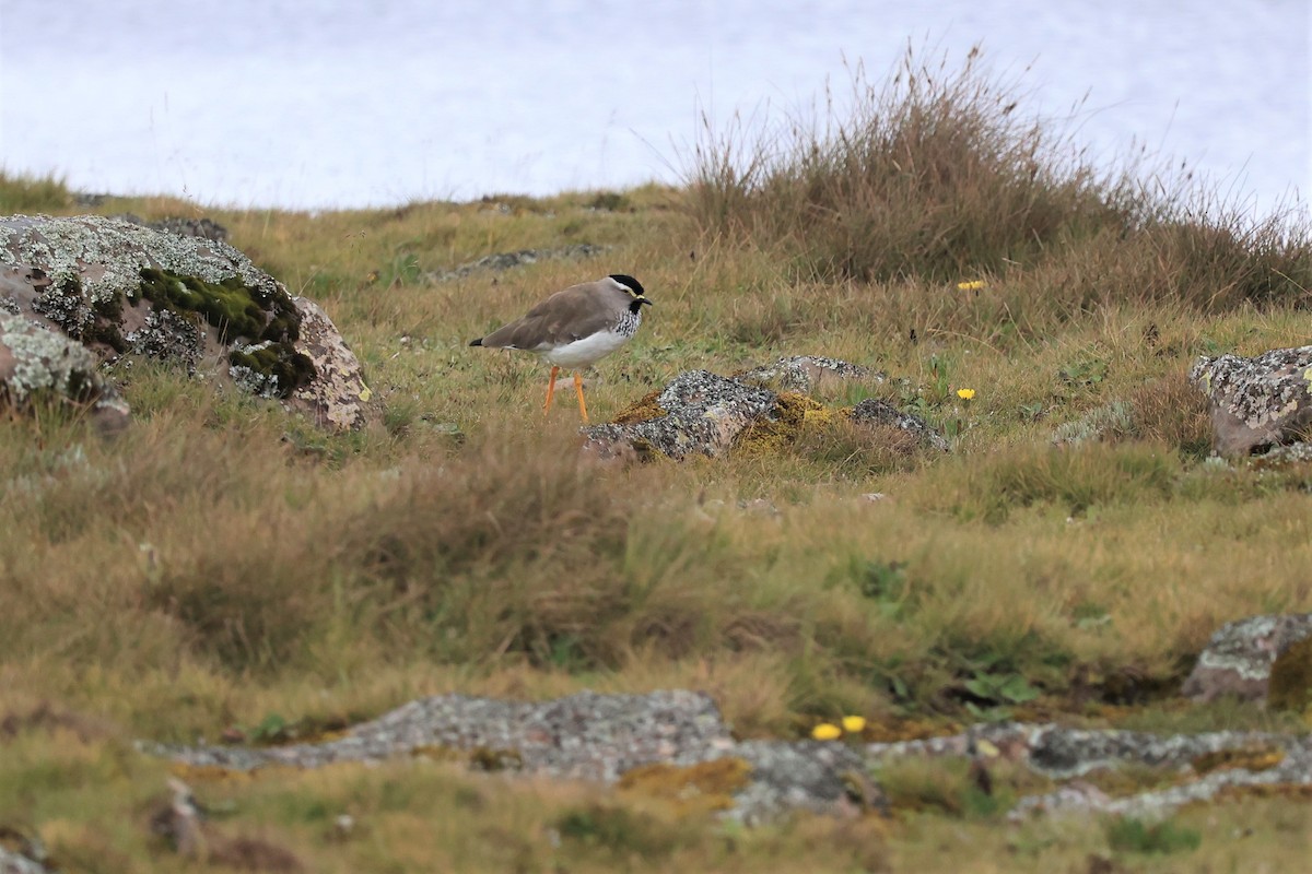 Spot-breasted Lapwing - ML614876041