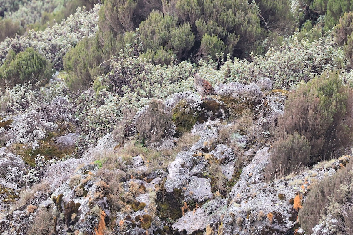 Chestnut-naped Spurfowl (Northern) - ML614876107