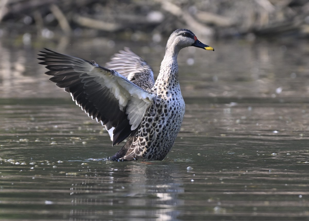 Indian Spot-billed Duck - ML614876370