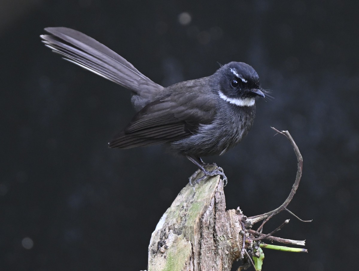 White-throated Fantail - ML614876383
