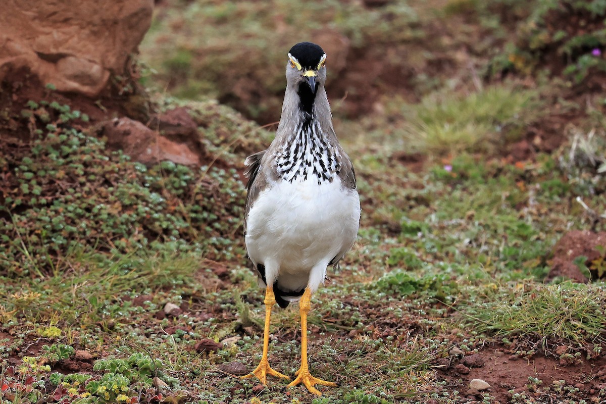 Spot-breasted Lapwing - ML614876403