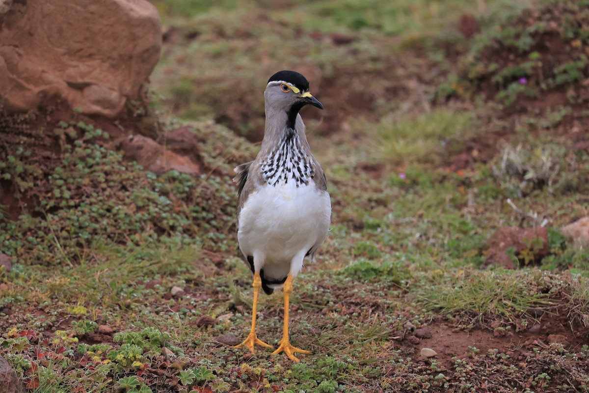 Spot-breasted Lapwing - ML614876404