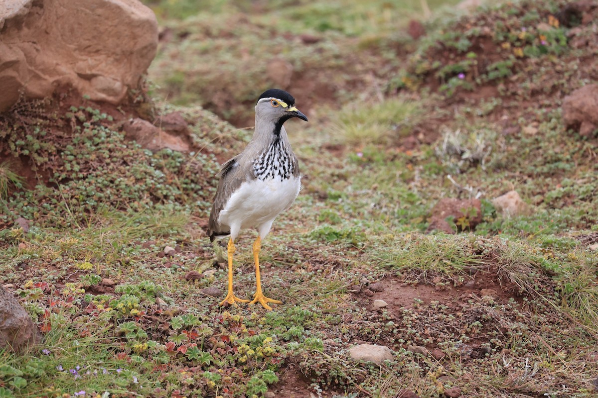 Spot-breasted Lapwing - ML614876406