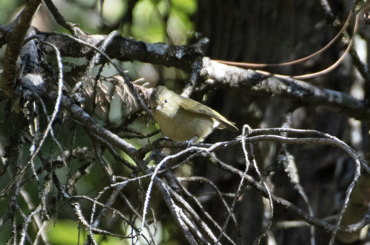 Yellow-browed Tit - ML614876586