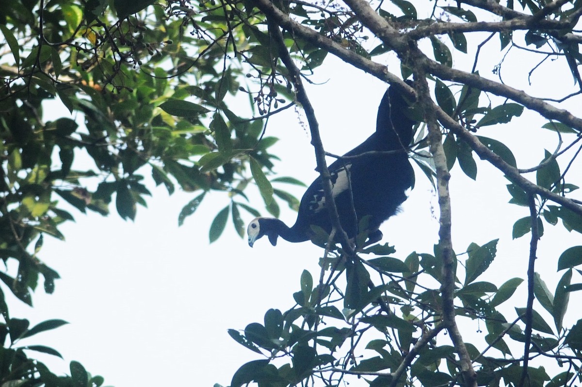 Blue-throated Piping-Guan - ML614876616