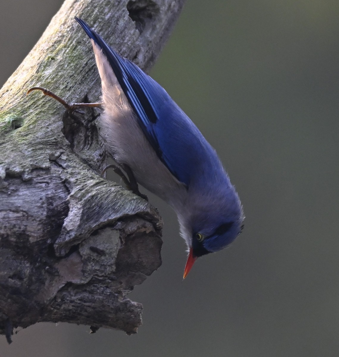 Velvet-fronted Nuthatch - ML614876812