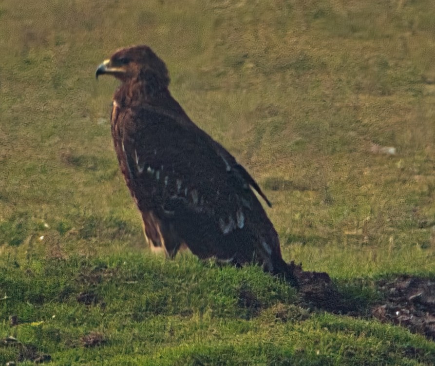 Greater Spotted Eagle - ML614877193