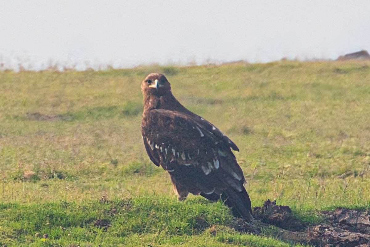 Greater Spotted Eagle - ML614877194