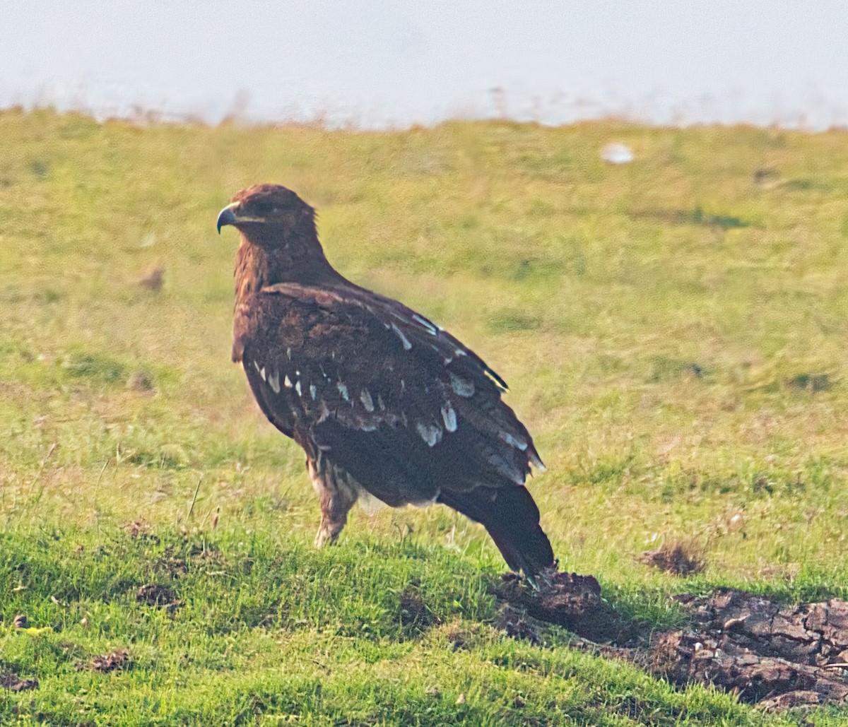 Greater Spotted Eagle - ML614877195