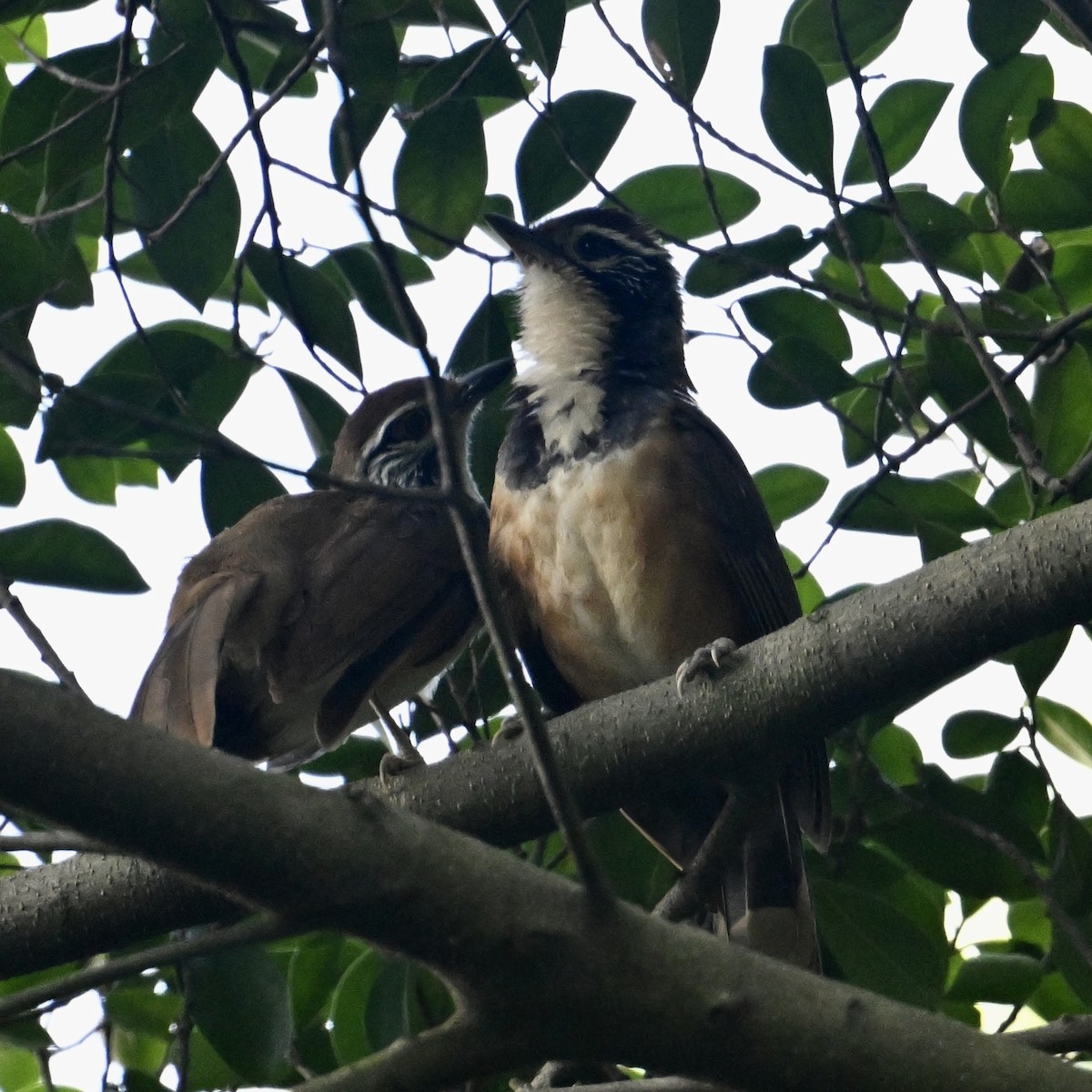 Greater Necklaced Laughingthrush - ML614877784