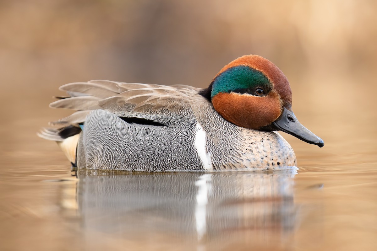 Green-winged Teal - ML614877827