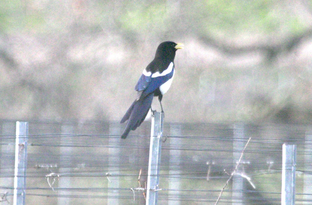 Yellow-billed Magpie - Keith McMullen