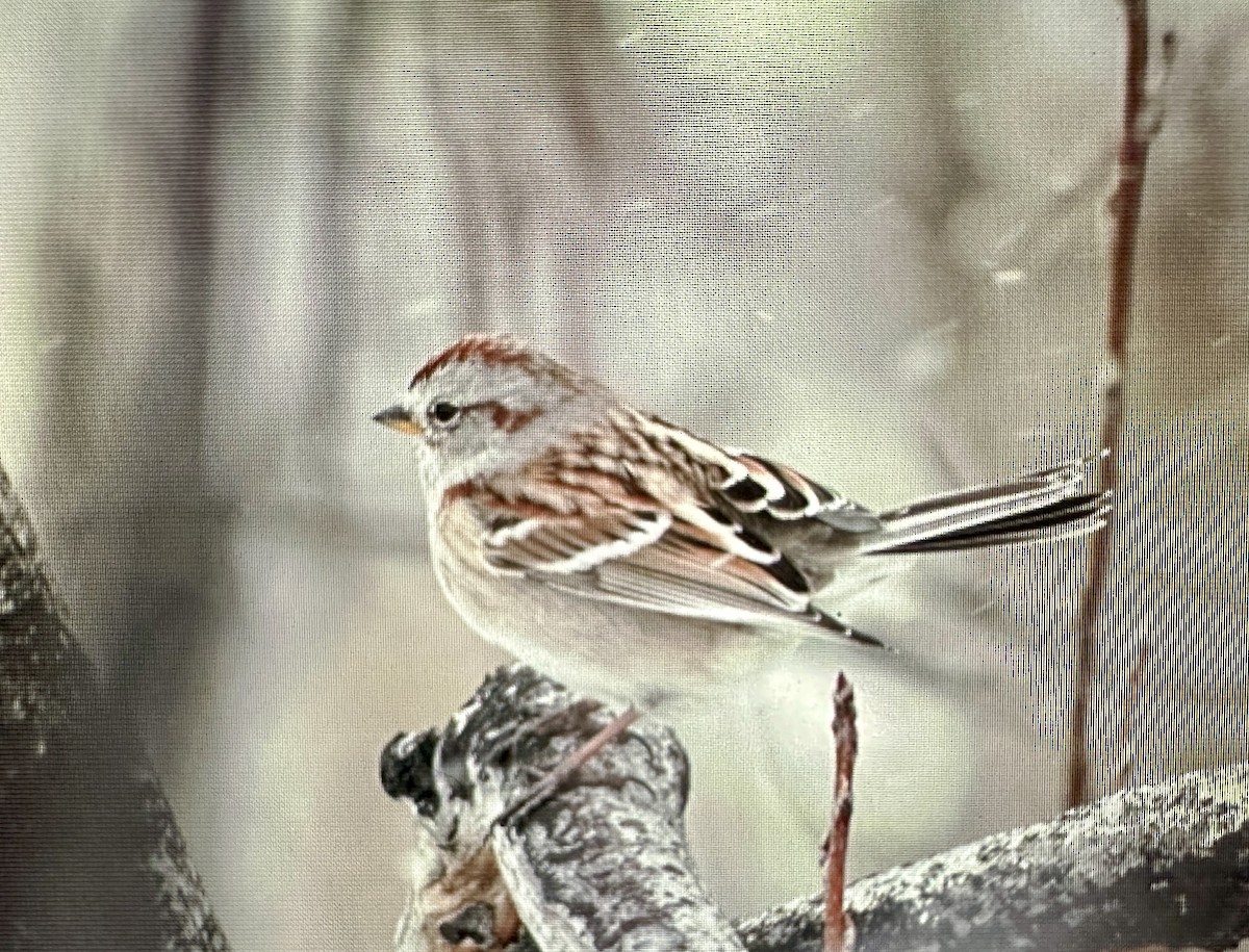 American Tree Sparrow - ML614877995