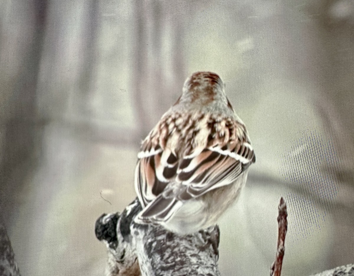 American Tree Sparrow - ML614877997