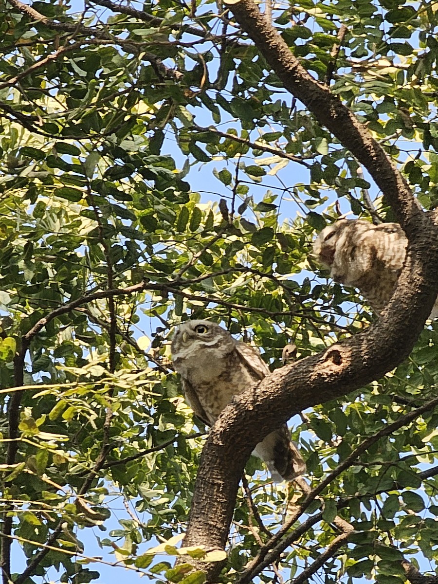 Spotted Owlet - ML614878375