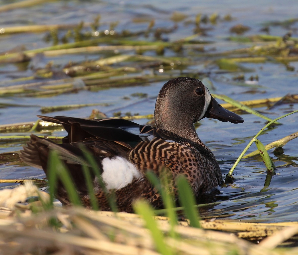 Blue-winged Teal - ML61487861