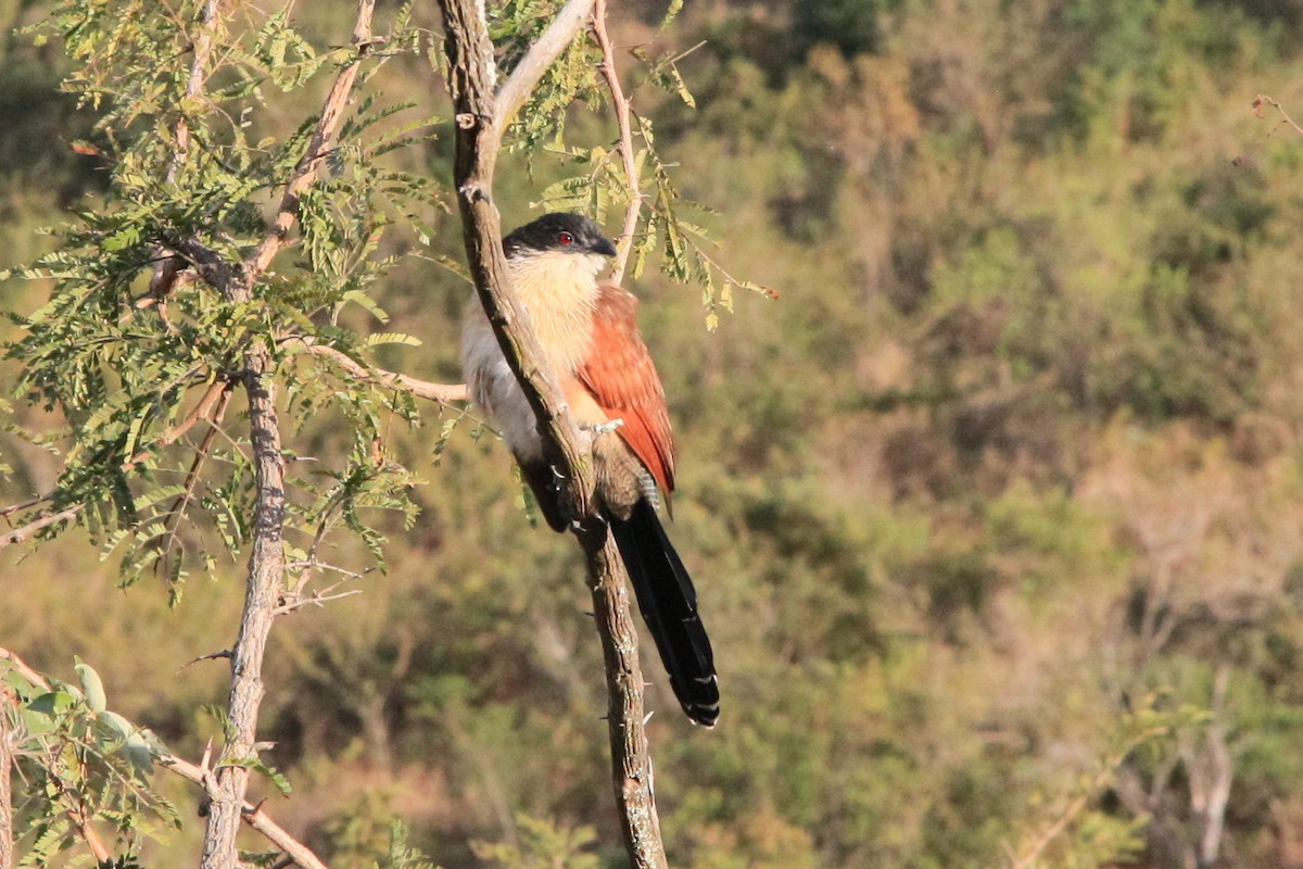 White-browed Coucal (Burchell's) - ML614878634