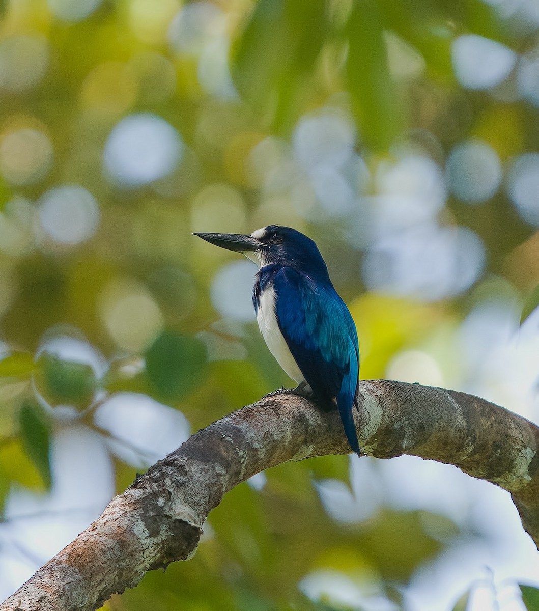 Blue-and-white Kingfisher - ML614878689