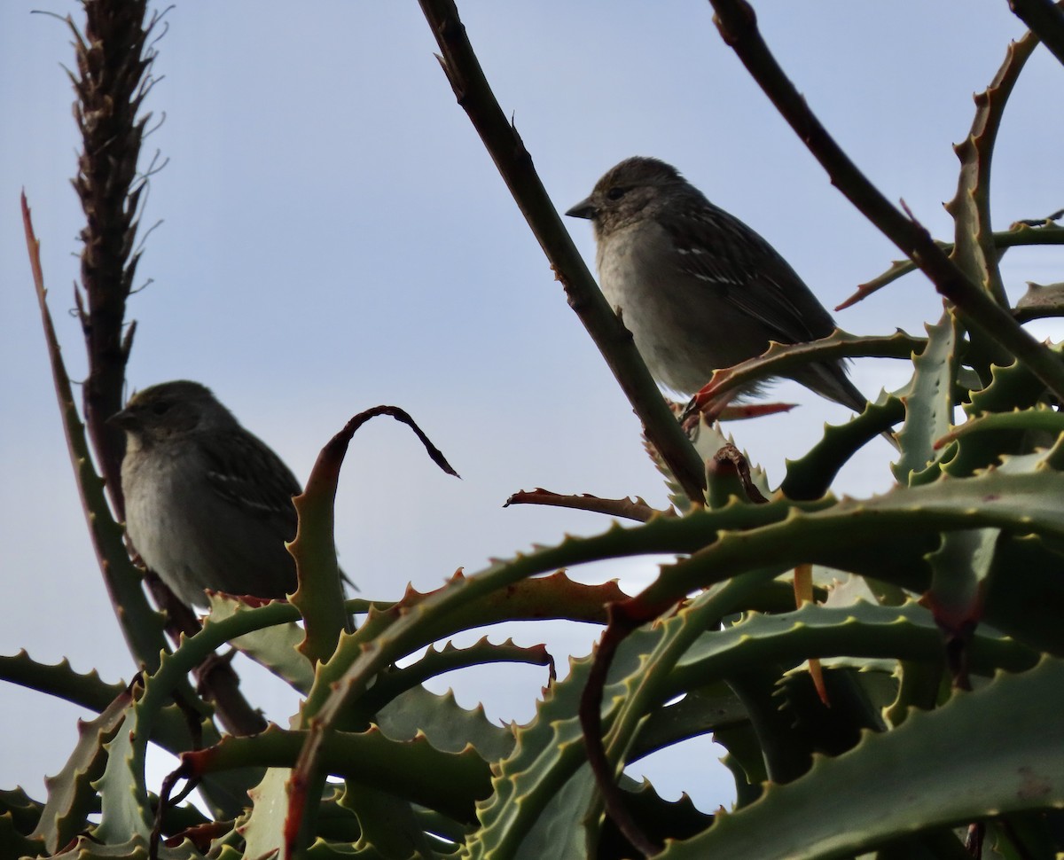Golden-crowned Sparrow - ML614878740