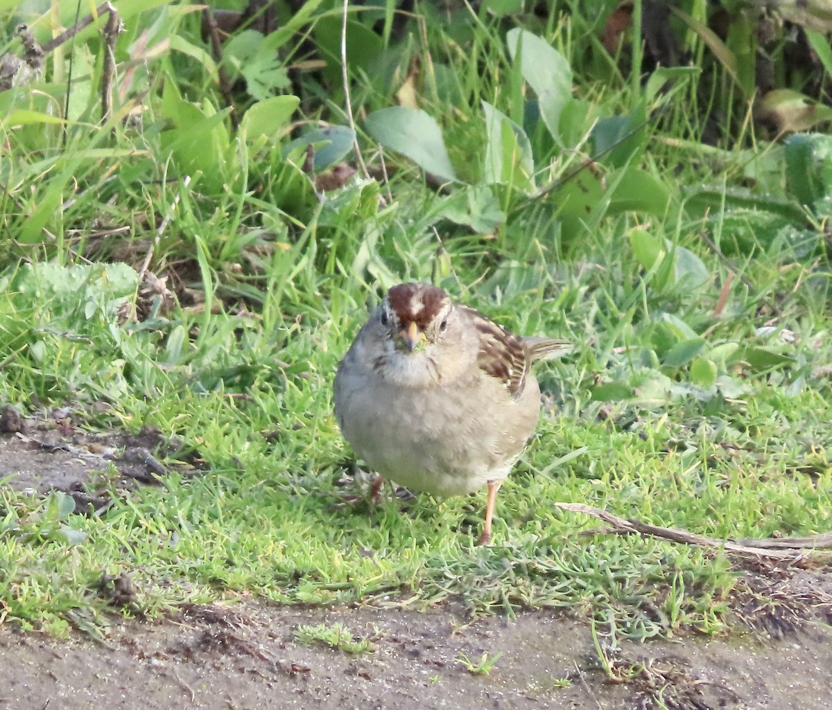 White-crowned Sparrow - ML614878794