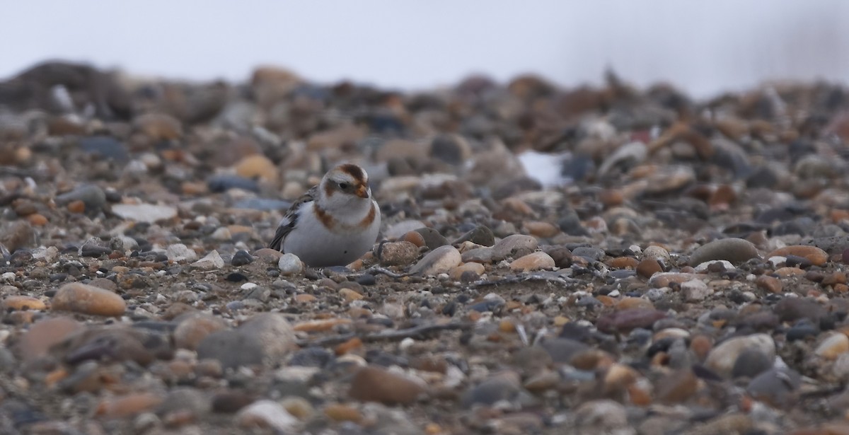 Snow Bunting - Christopher Lindsey