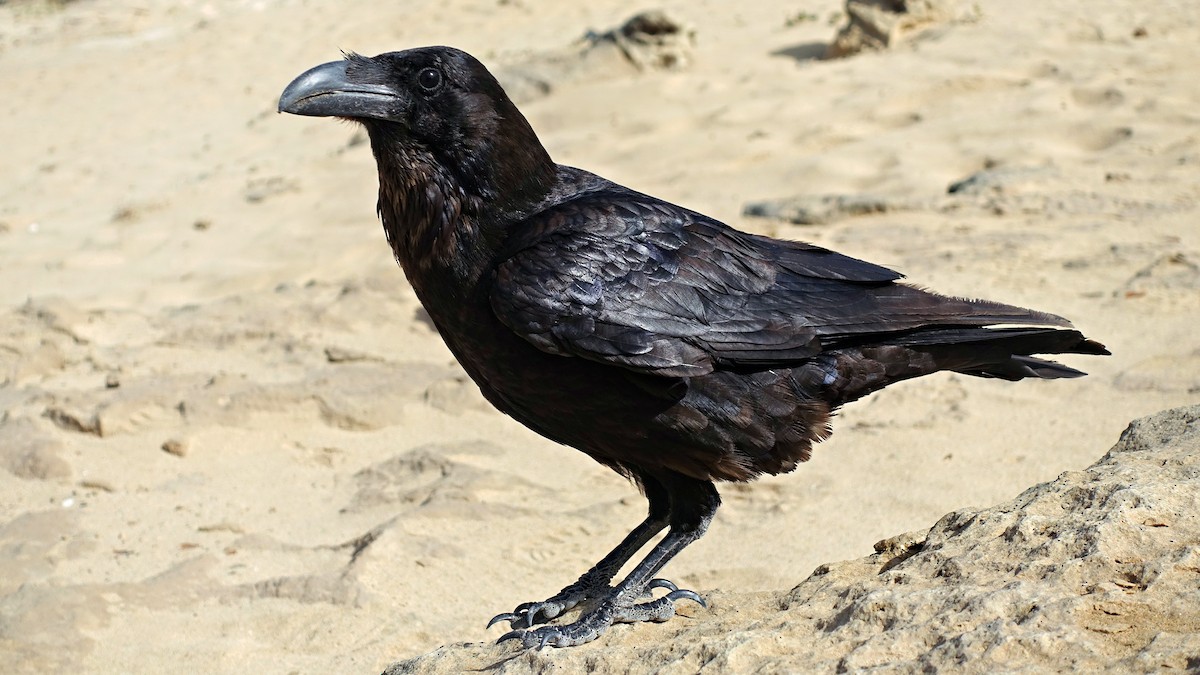 Common Raven - ML614879275