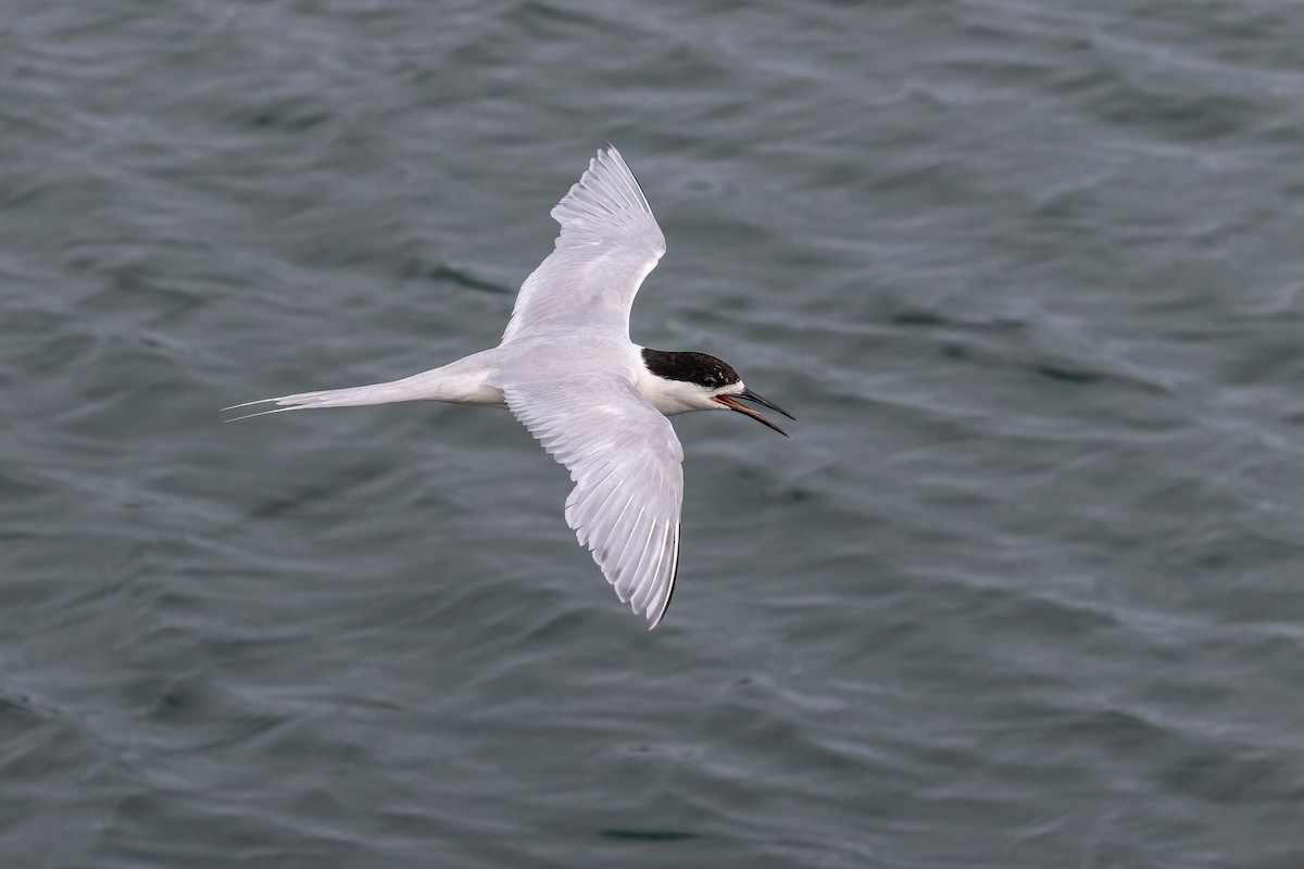 White-fronted Tern - ML614879967