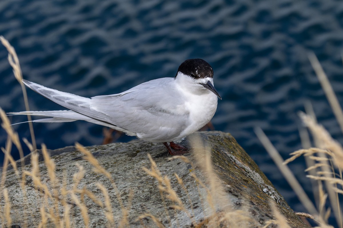 White-fronted Tern - ML614879968