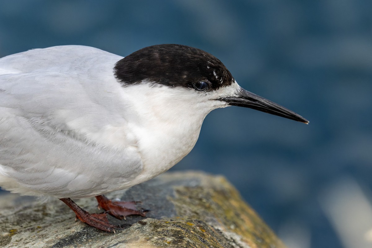 White-fronted Tern - ML614879969