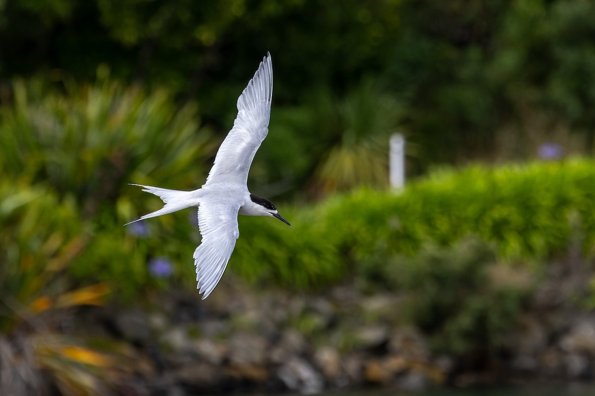 White-fronted Tern - ML614879970