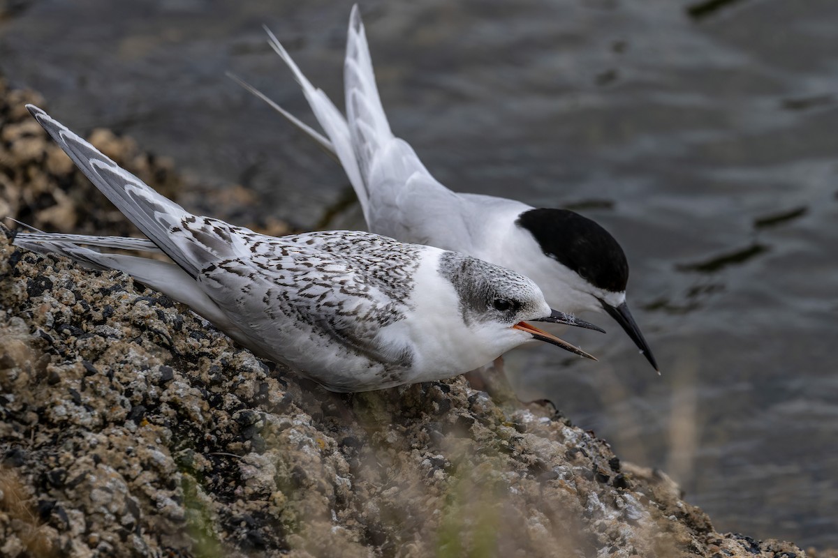 White-fronted Tern - ML614879971